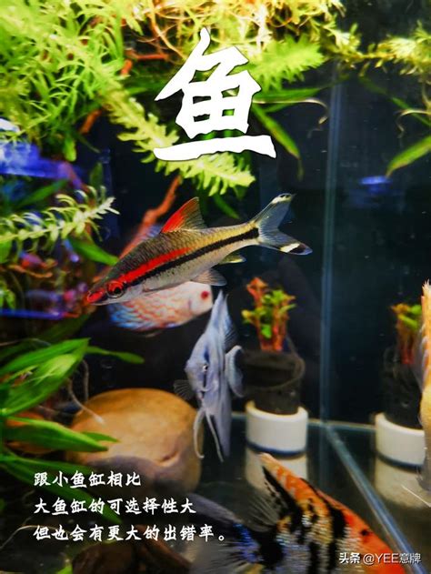 魚缸可以養什麼|小型魚缸適合養的十種魚